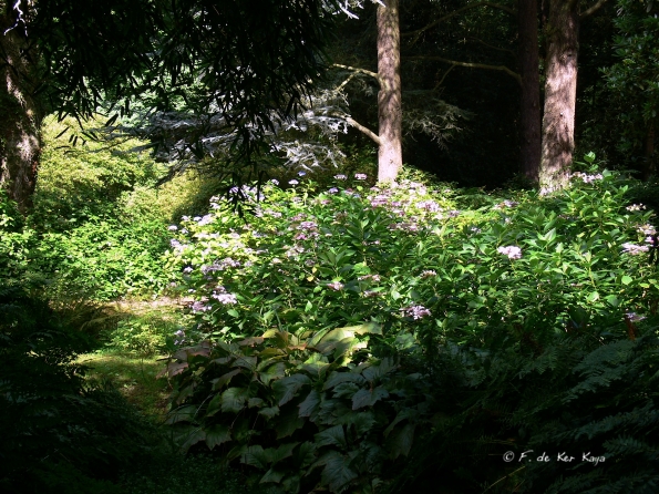 Bois des Moutiers  (63) Summer 2012